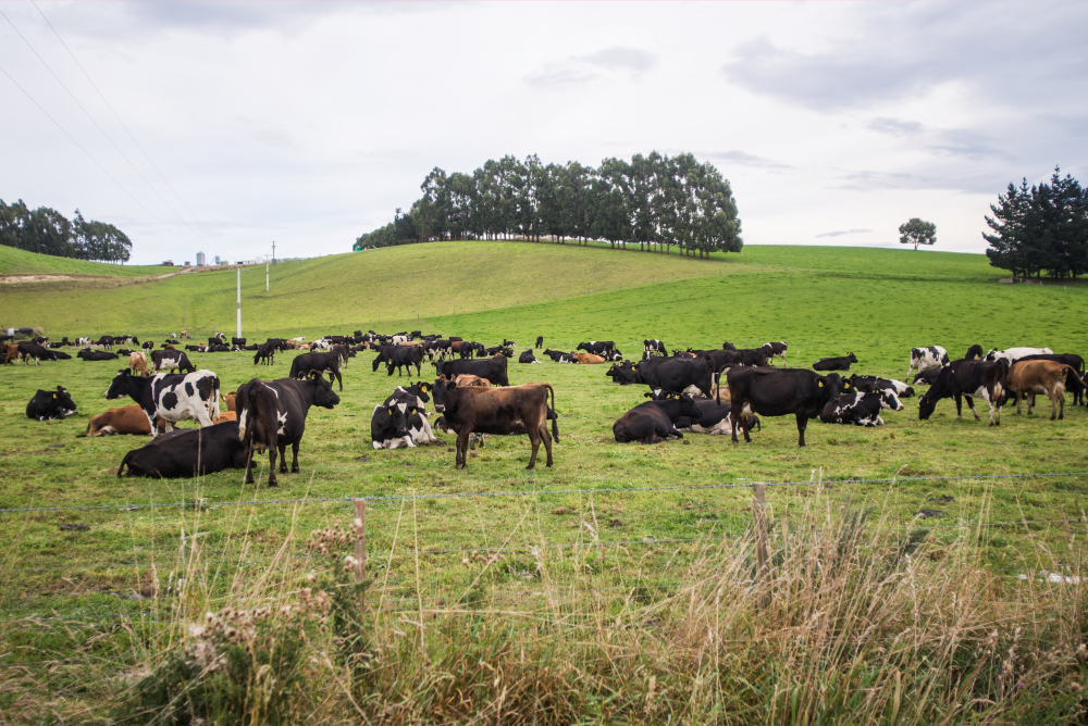 Россельхознадзор внимательно следит за Неклиновским районом – очередное нарушение нашли в содержании крупного рогатого скота