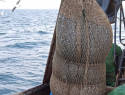 Осолонение Азовского моря изменило рыбные популяции Таганрогского залива - кто нерестится?