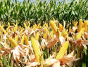 В полях, недалеко от Таганрога обнаружена зараженная кукуруза