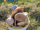 Совет таганрожцам, как правильно собирать грибы 