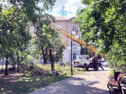 В Таганроге вновь звучит бензопила: еще минус дерево?