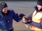 Мимимишность от суровых мужчин – водолаз-спасатель из Неклиновского района освободил уточку