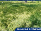  «Мы не могли даже найти мячик», - в Приморском парке Таганрога трава по колено