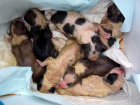 Жестокие люди выбросили в мусор новорожденных щенков в Таганроге