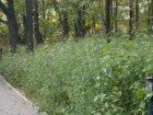 В городе потребовали ускорить покос сорной растительности: подрядчику поставили жесткий срок