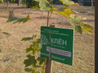 Очередной виток древонасаждения ждет Таганрог