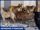 «Отдельно кусок хвоста»: в Таганроге дикие собаки снова растерзали кота