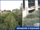 «Куда смотрят санитарные врачи?» - спрашивают таганрожцы, глядя на плантации амброзии