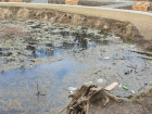 Администрация Таганрога пообещала летом почистить озеро в роще Дубки 