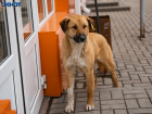 Администрация Таганрога заплатит 100 тысяч рублей семье ребёнка, которого покусала бездомная собака 