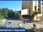 ЖК новый, а проблемы старые – своры собак пугают жителей Таганрога