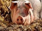 Африканская чума свиней - таганрожцев призывают покупать мясо в местах санкционированной торговли