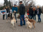 В Ростовской области потребовали изменить наказание за жестокость к животными