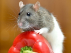 В Таганроге отмечают всемирный День Крысы