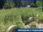 Трава и клещи вместо детской площадки в Таганроге