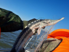 В Таганрогском заливе прошли рейды по выявлению незаконной добычи рыбы