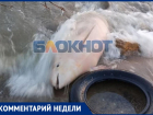«Ослабленное состояние» и механические повреждения: таганрогские чиновники объяснили гибель дельфина на побережье