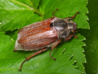 Майский жук в небе Таганрога –  самолёт и вертолёт в одном насекомом