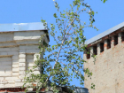 На крыше Центра соцзащиты Таганрога растёт "дерево-убийца"