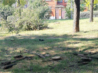 В Таганроге в сквере под предлогом благоустройства вырубили здоровые деревья