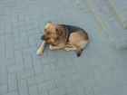 В Таганроге заключили контракт на отлов безнадзорных собак 