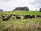 Россельхознадзор внимательно следит за Неклиновским районом – очередное нарушение нашли в содержании крупного рогатого скота