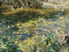 В Таганроге семейство черепах ютится в пруду, наполненном мусором