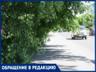 "Ветки бьют по головам": таганрожцы жалуются на неухоженность деревьев вдоль тротуаров - кто должен обрезать