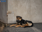 Бездомные собаки: проблема, которая требует общественного внимания 