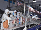 Производство мяса индейки в Ростовской области набирает обороты