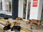 В Таганроге собаки не дают пройти в магазин