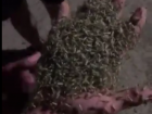 Молодые люди в Таганроге сняли на видео, как их облепили полчища насекомых 