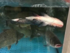 В Ленте таганрожцы полюбовались на «свежую», плавающую вверх брюхом  в аквариуме, рыбу