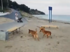 Крысы и бродячие собаки встречают гостей Таганрога на «Центральном пляже»