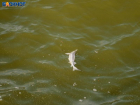 «Кислорода нет»: в Таганрогском заливе массово гибнет рыба