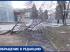 Мусор, грязь и огромная ветка на дороге: территория ДК «Олимп» в Таганроге превратилась в свалку