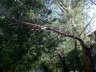 Таганрожцы обеспокоены количеством аварийных деревьев