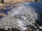 Заморный период: на морском побережье нашего края  ожидают массовую гибель рыбы