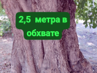 В Таганроге выбрали место, где посадят деревья вместо тех, что вырубят при реконструкции БСМП