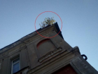С крыши лицея №4 в Таганроге к началу учебного года не исчезло опасное дерево