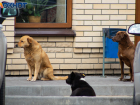 За неделю в Таганроге зафиксировано 36 случаев укусов бездомными собаками