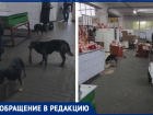 Собаки и люди делят Центральный рынок в Таганроге