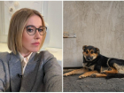 Вопрос строительства в Таганроге приюта для собак и закрытие приюта для людей подняла Собчак