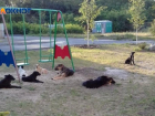 Приют для животных планируют построить в Таганроге 