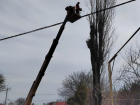 Анонсированная в конце прошлого месяца стрижка деревьев в Таганроге продолжается