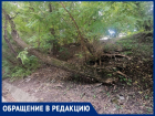 «Висит не груша...»: сухое дерево в Таганроге вот-вот упадет на проезжую часть