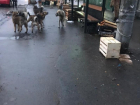 "Собака бывает кусачей": в Таганроге вновь участились случаи нападения бродячих собак
