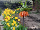 Таганрогским огородникам и садоводам  предстоит в апреле много работы 