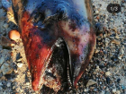 Изуродованное тело морской свиньи нашли валяющимся на берегу