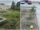  После публикации «Блокнот Таганрог» привели в порядок клумбы у памятника Чехову